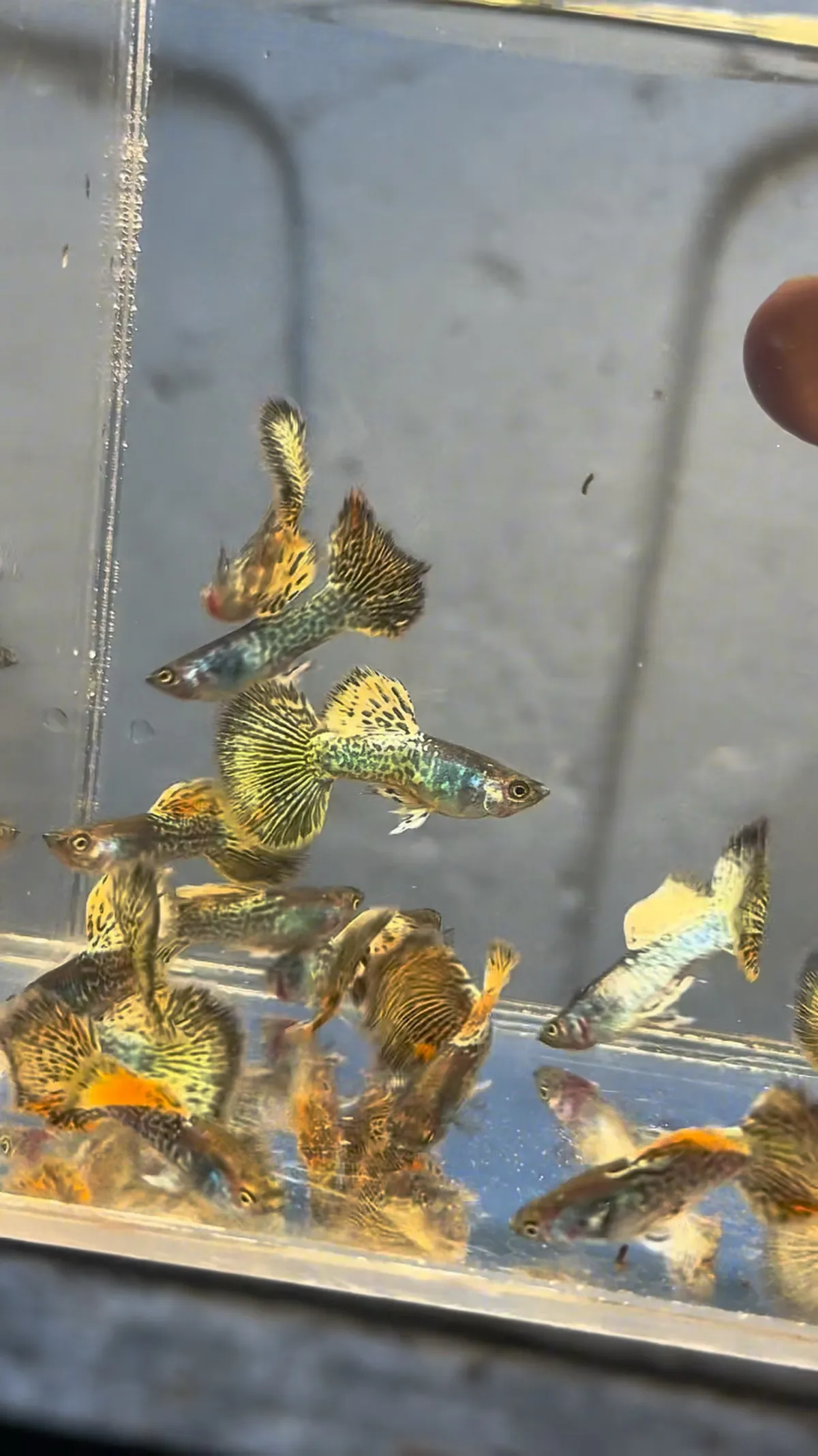 Guppy Metal Yellow Dragon