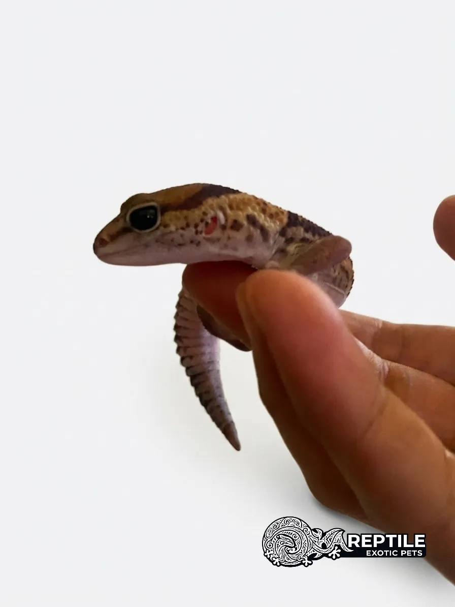 African fat-tailed Gecko