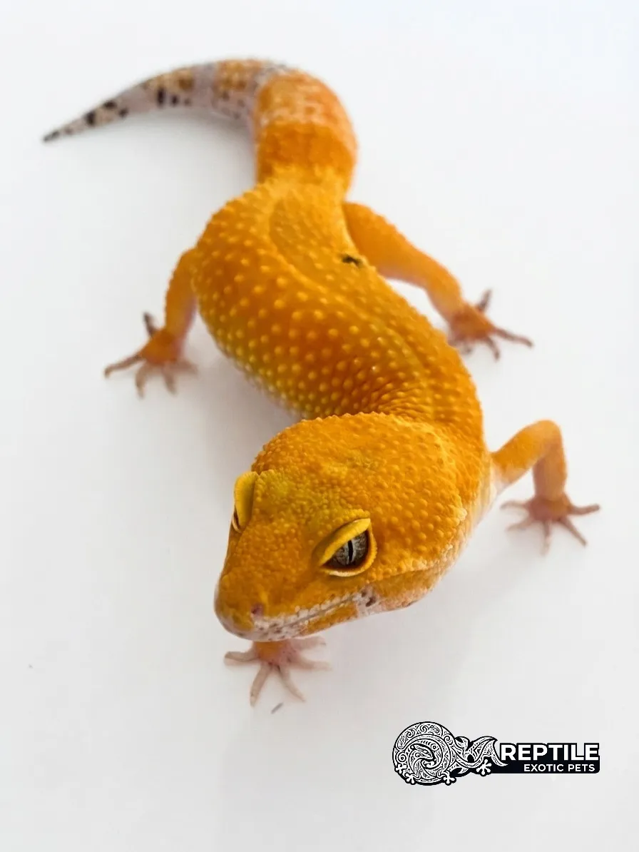 Leopard Gecko