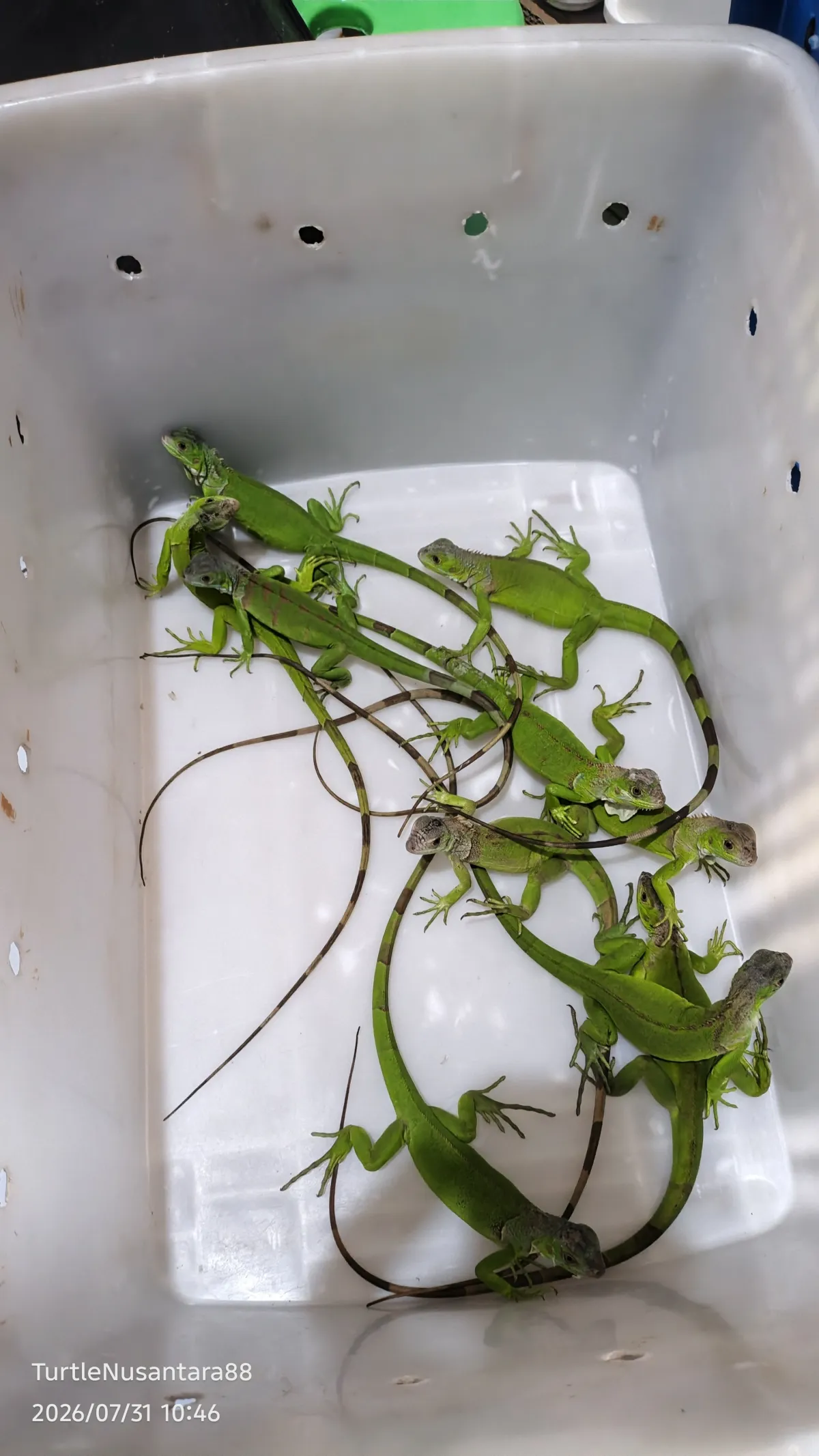 GREEN IGUANA JOSJIS