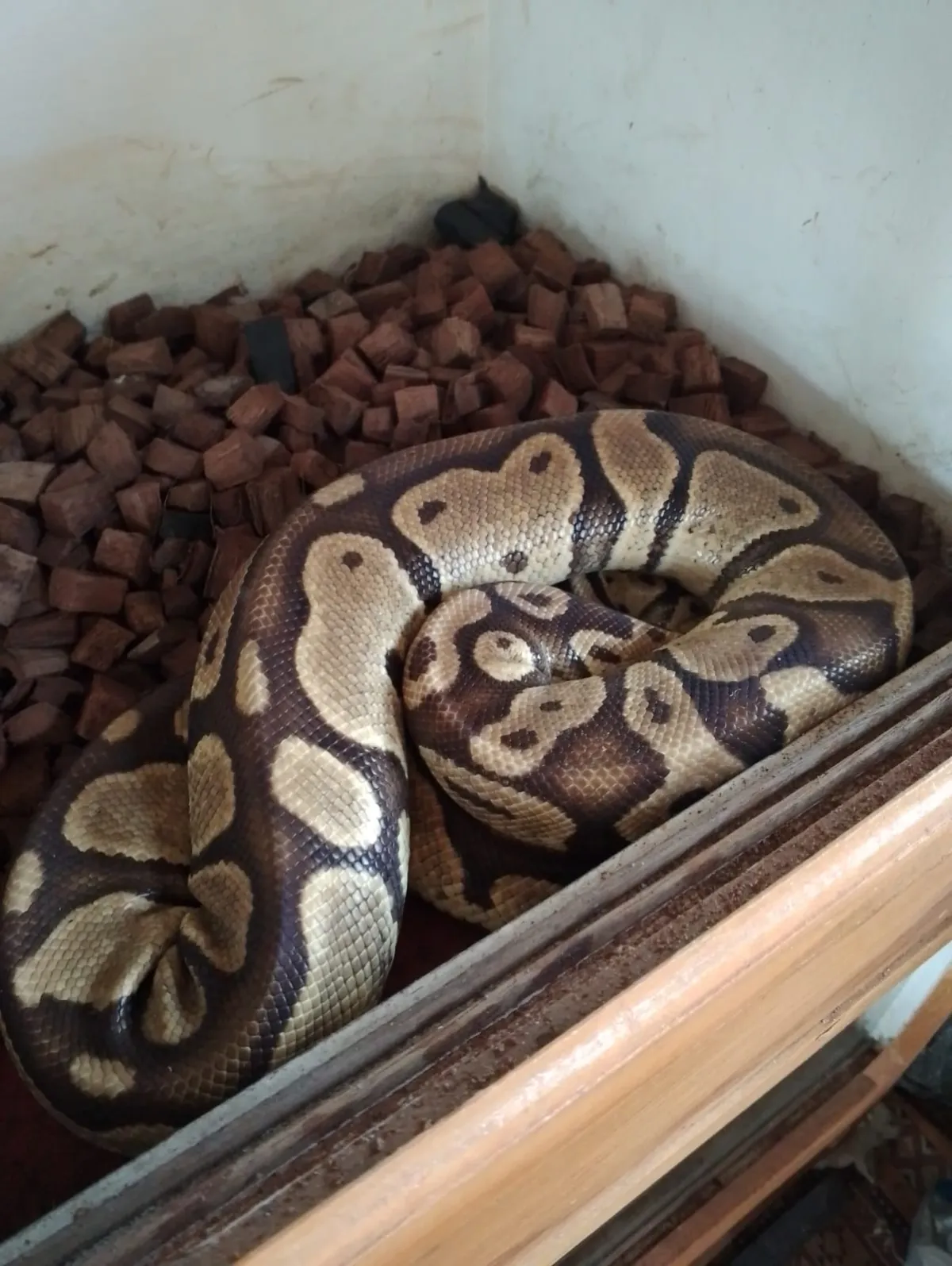 Ballpython yellow belly het pied male