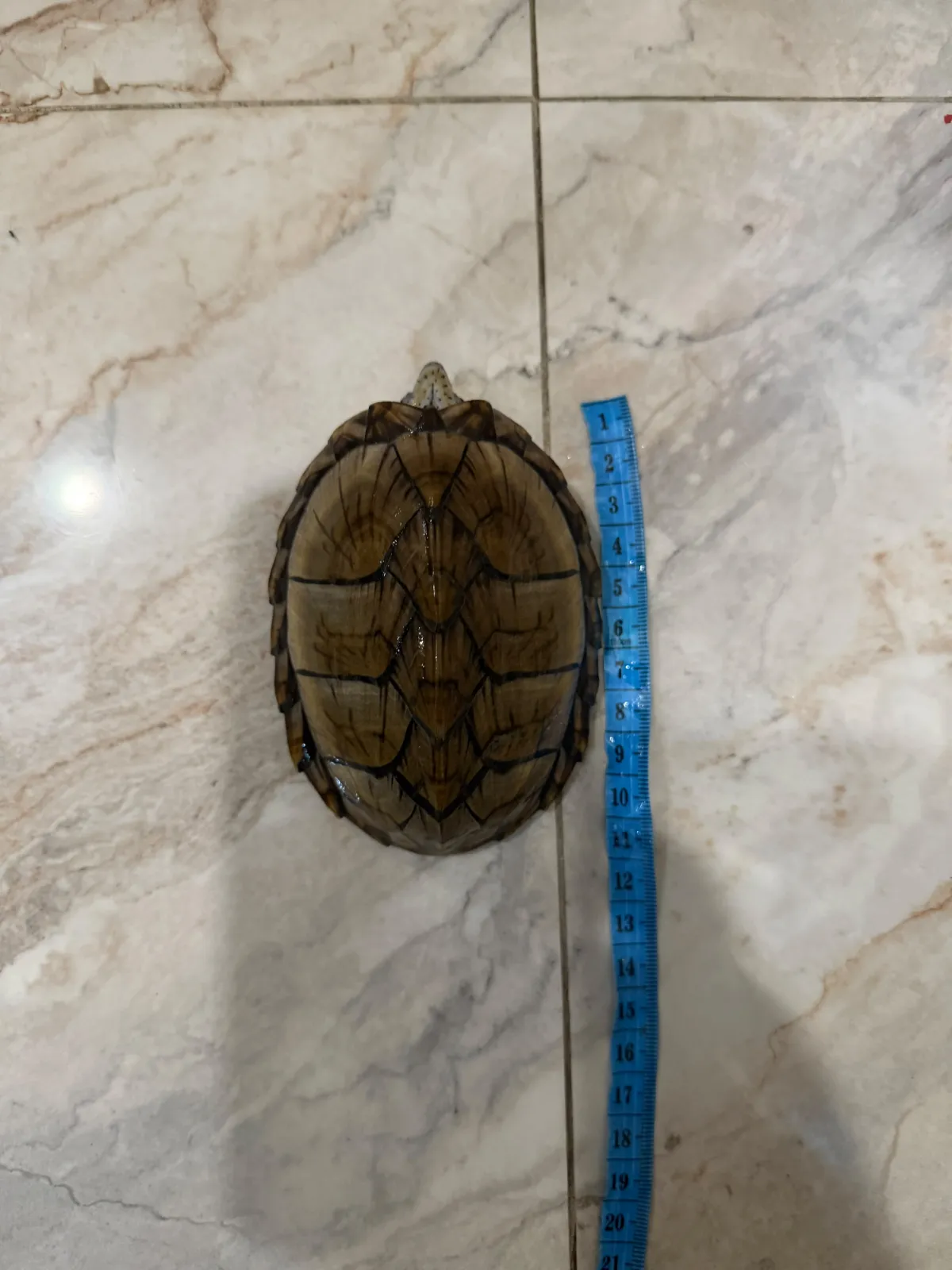 Razorback Turtle