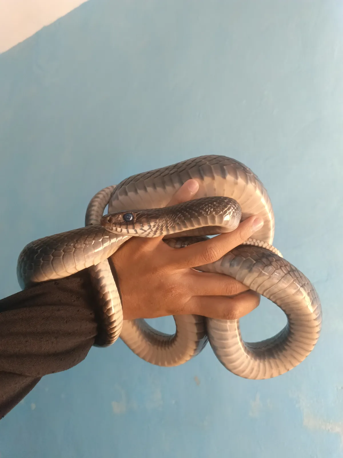 ular jali / bandotan macam