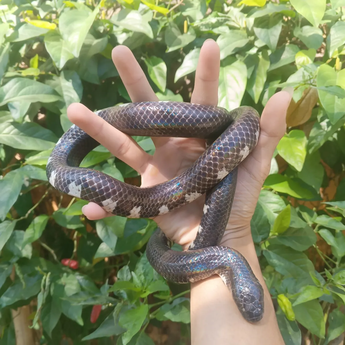 ular pipa / ular kepala dua