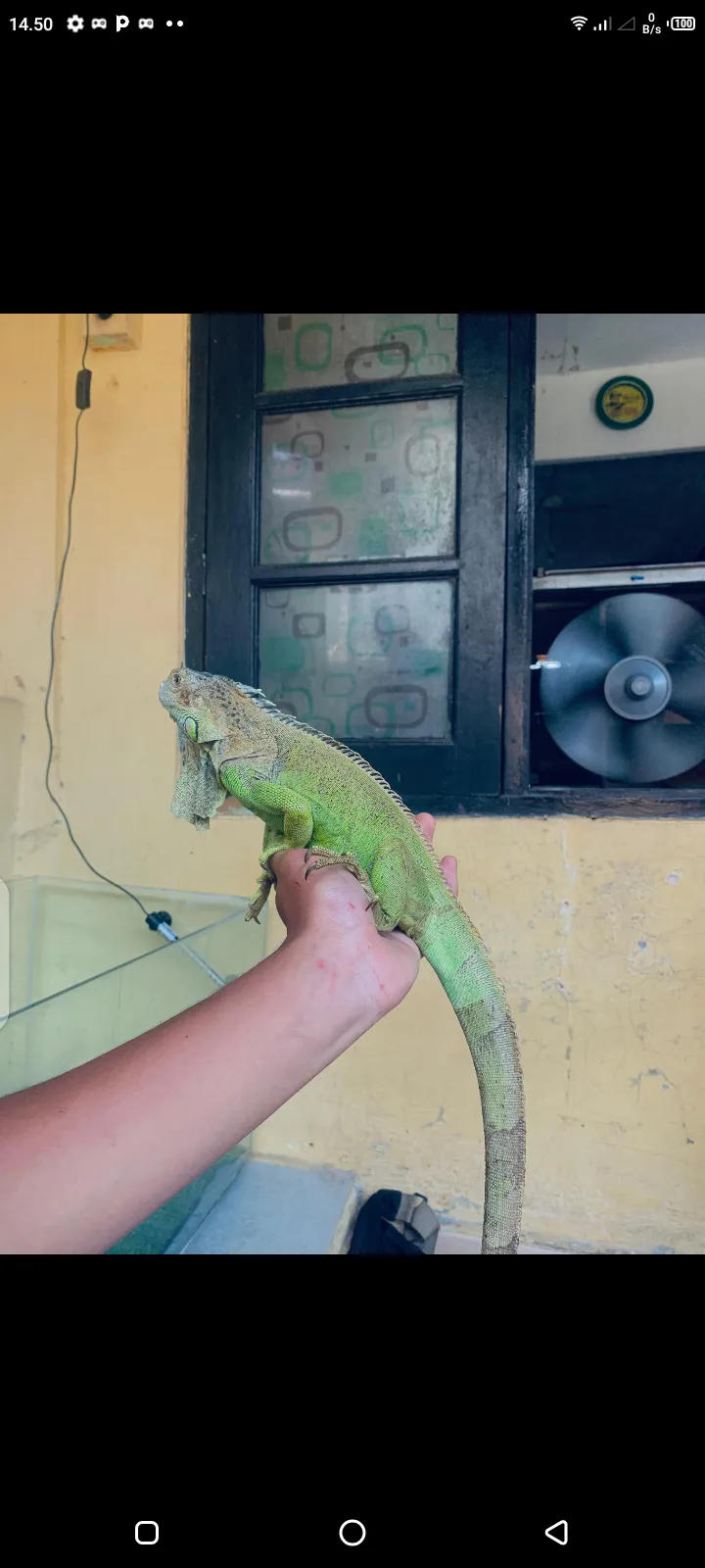 iguana green juve