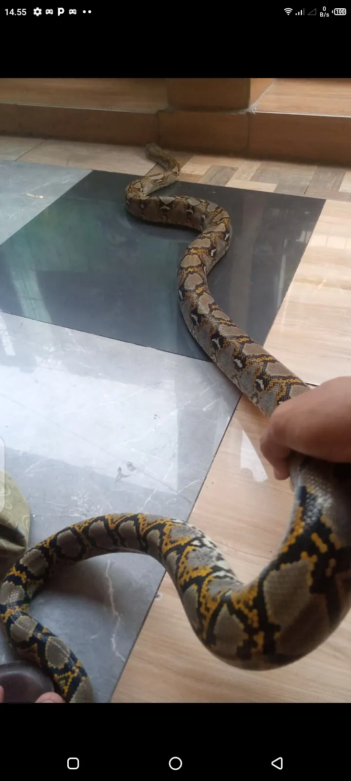 retic normal