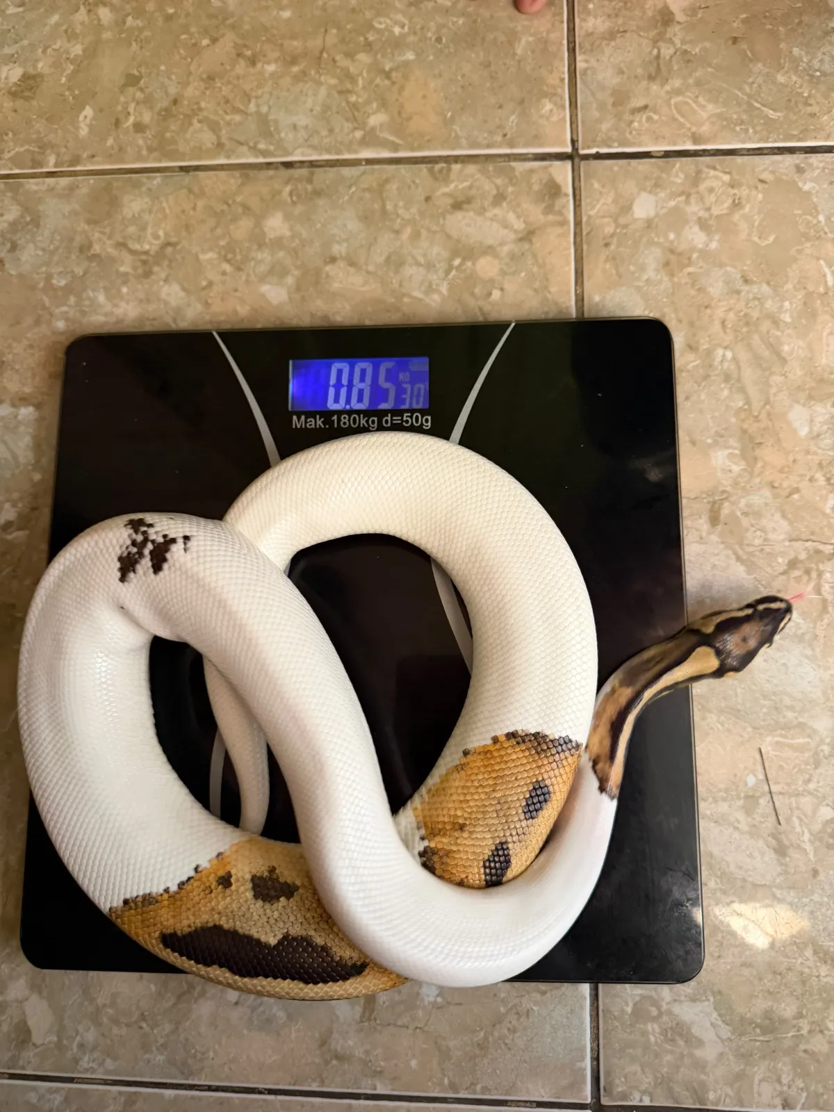 Ball python pied DH lavender