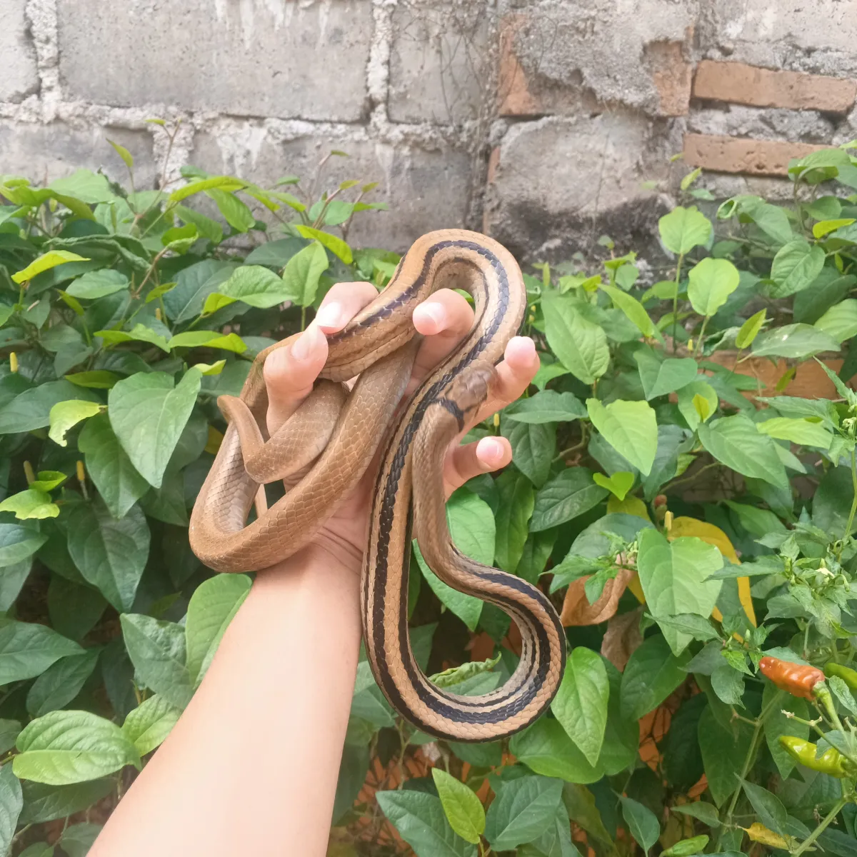 Ular Lanang Sapi
