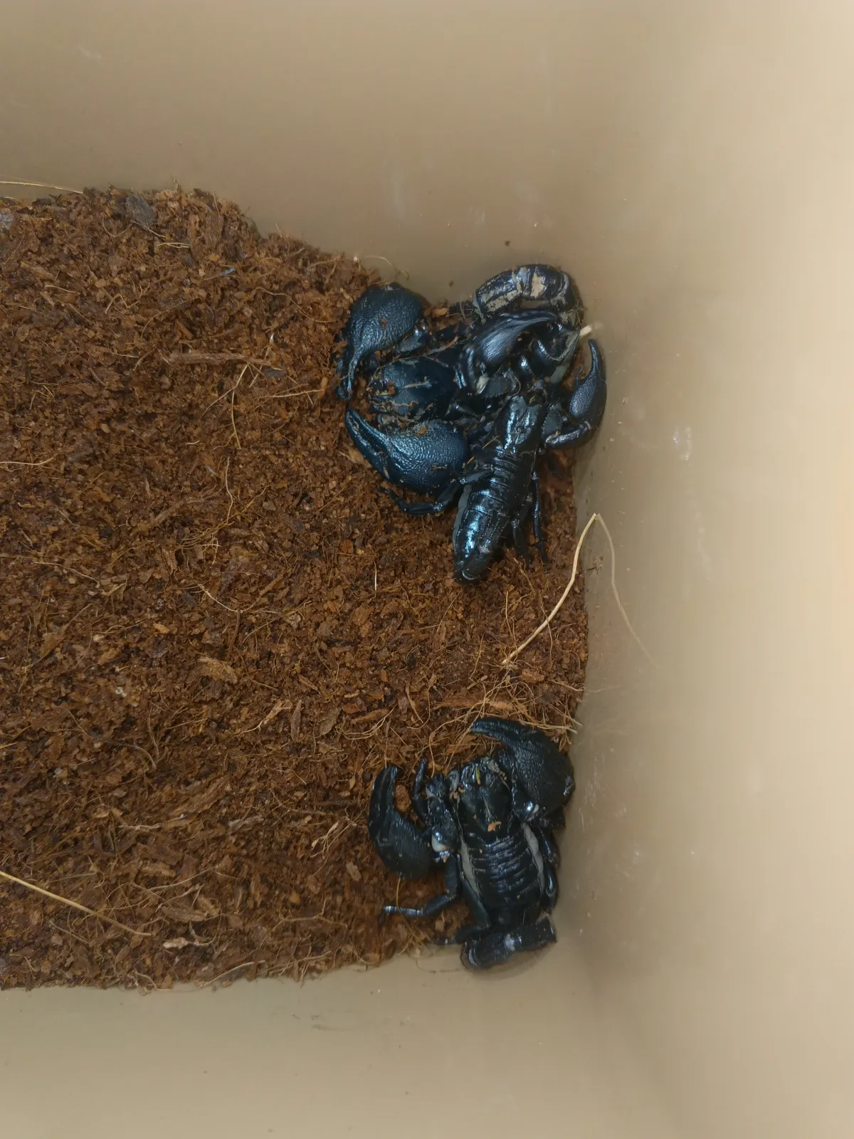 asian forest scorpion