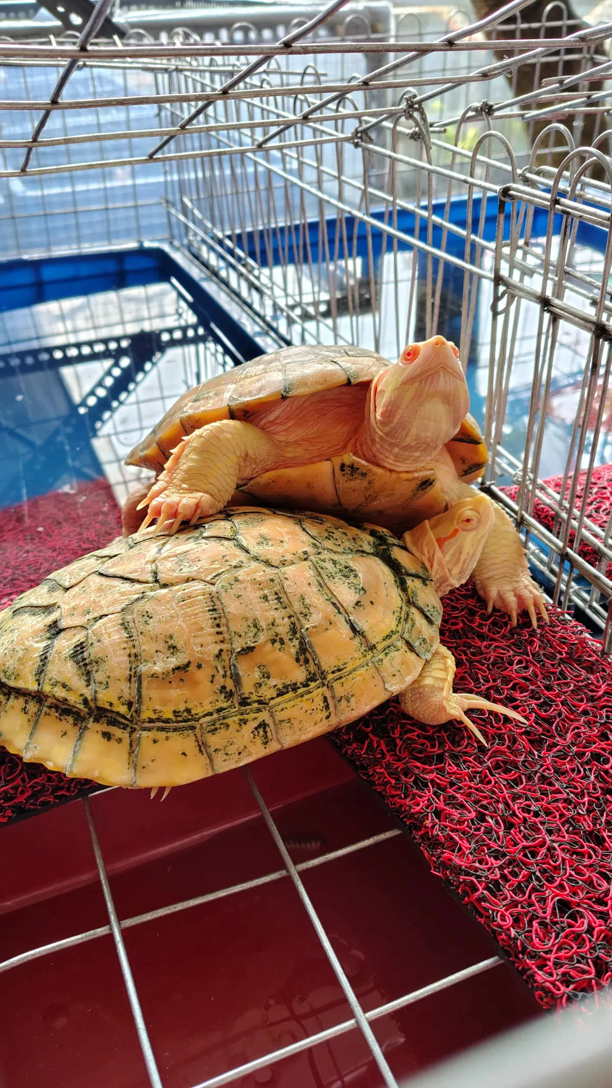 Res Albino