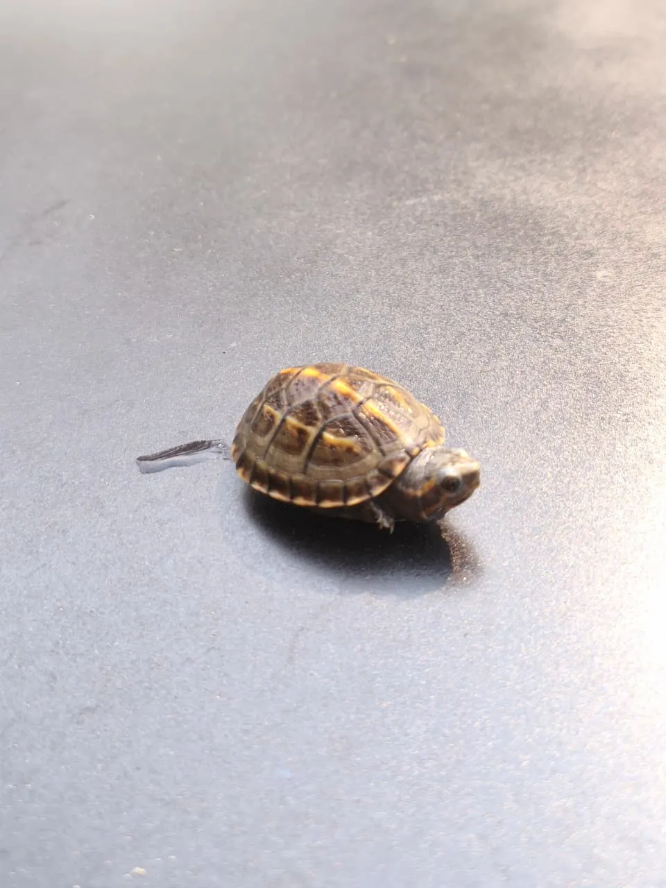 Kinosternon baurii / Striped Mud Turtle