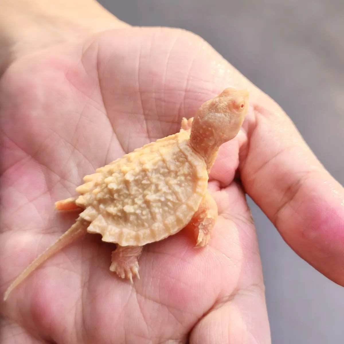 Common Snapping Turtle Albino