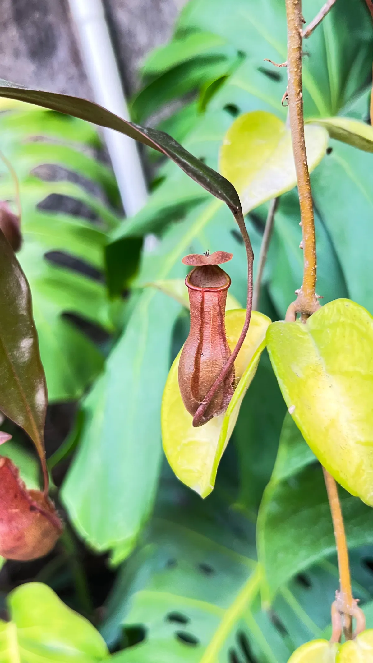 Nepenthes Neglecta Redleaf