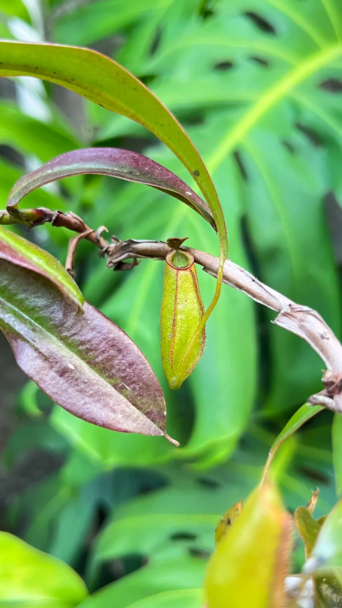 Nepenthes Trichocarpa Green