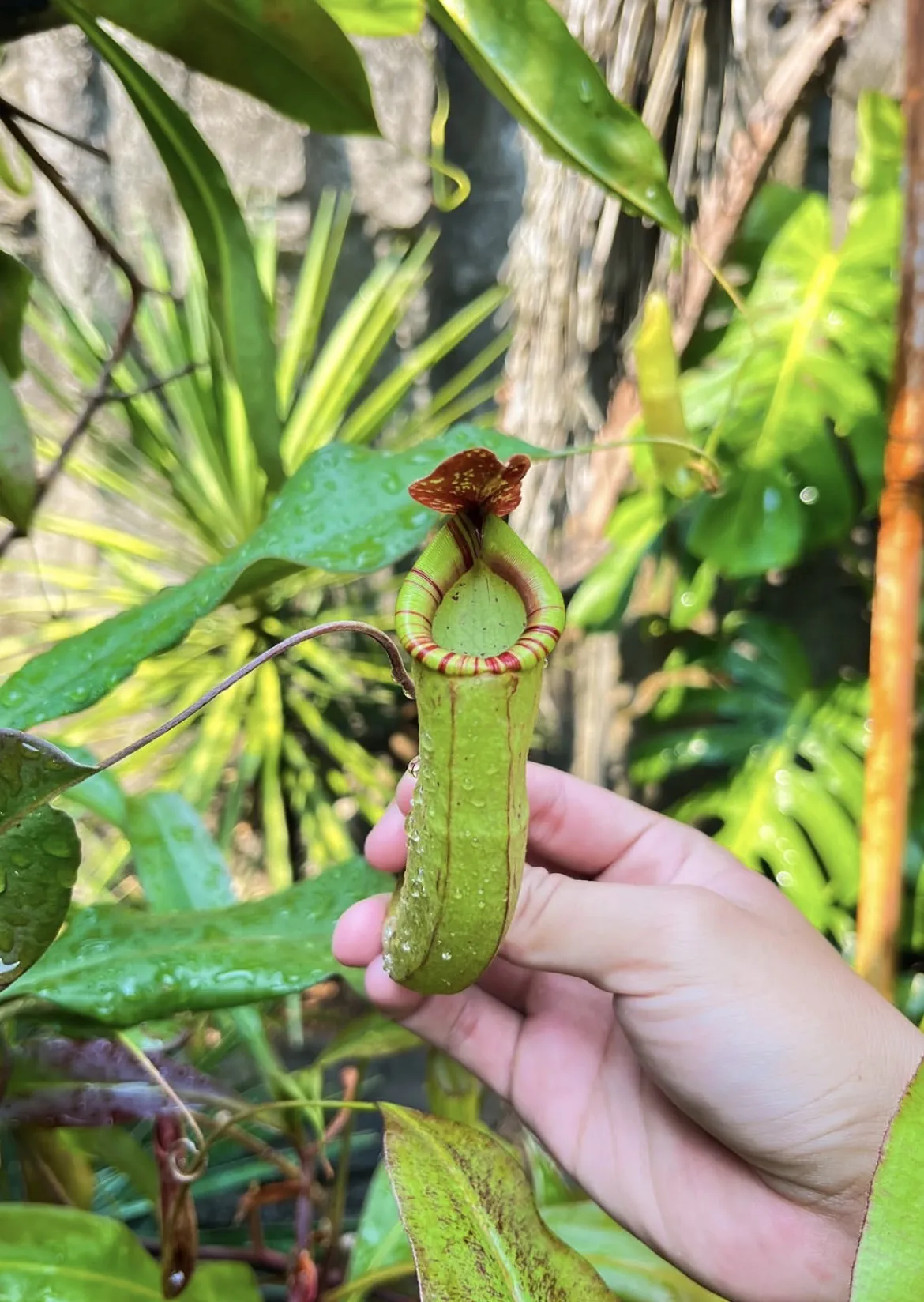 Nepenthes Globosa x Miranda Male