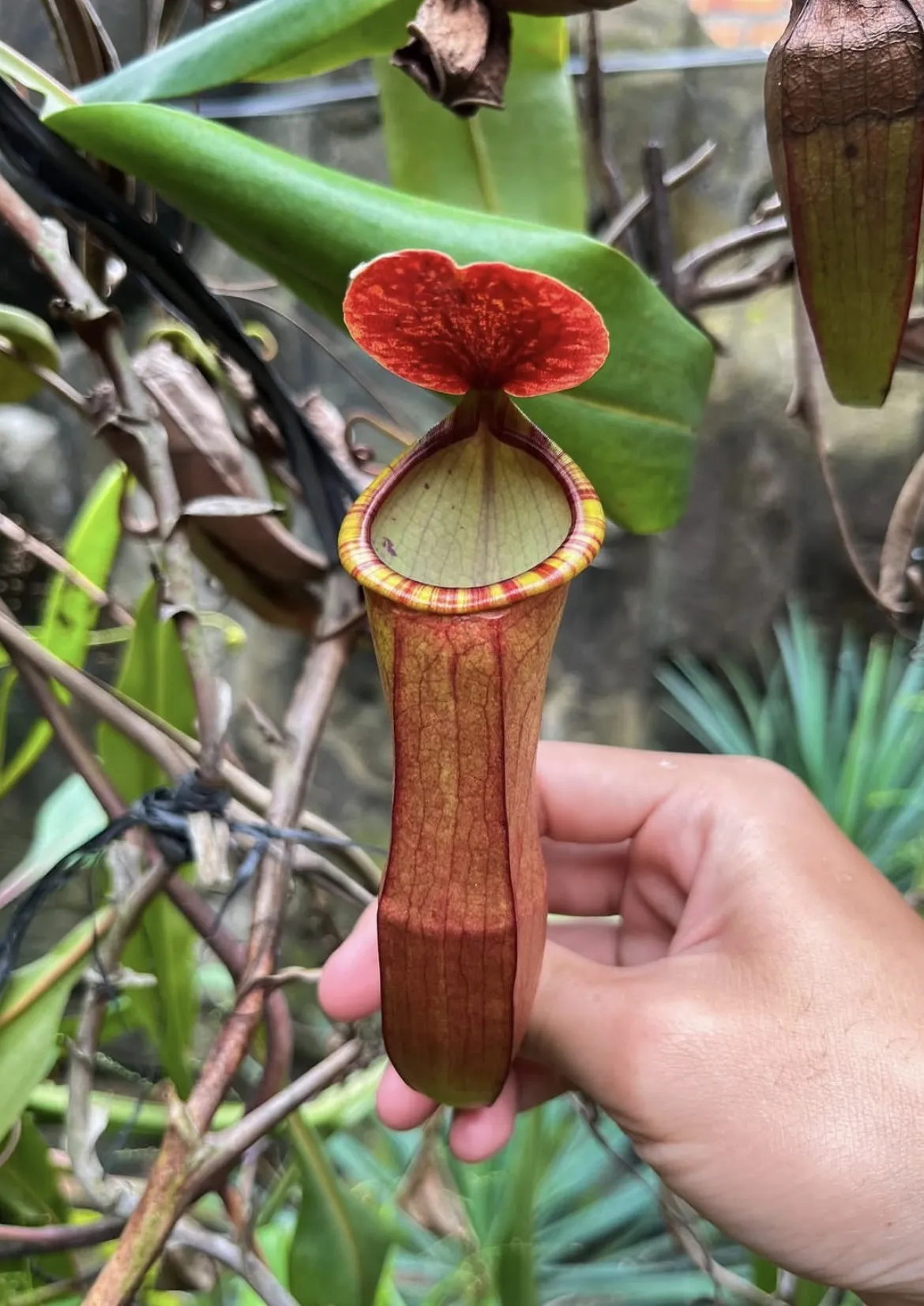 Nepenthes Mirabilis x Eustacya Female
