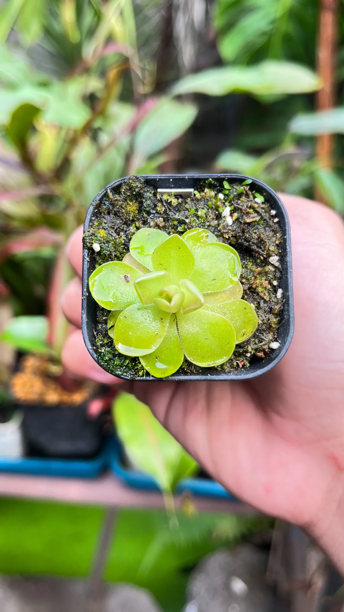 Pinguicula Wesser