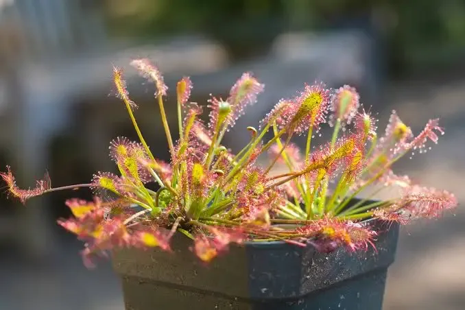 Drosera Intermedia