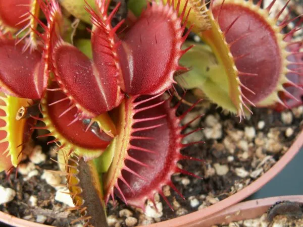 Venus flytrap finetoothxred