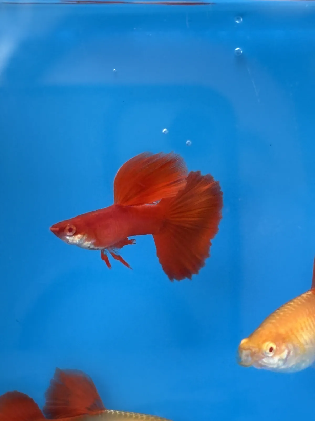 Guppy Albino Full Red Big Dorsal