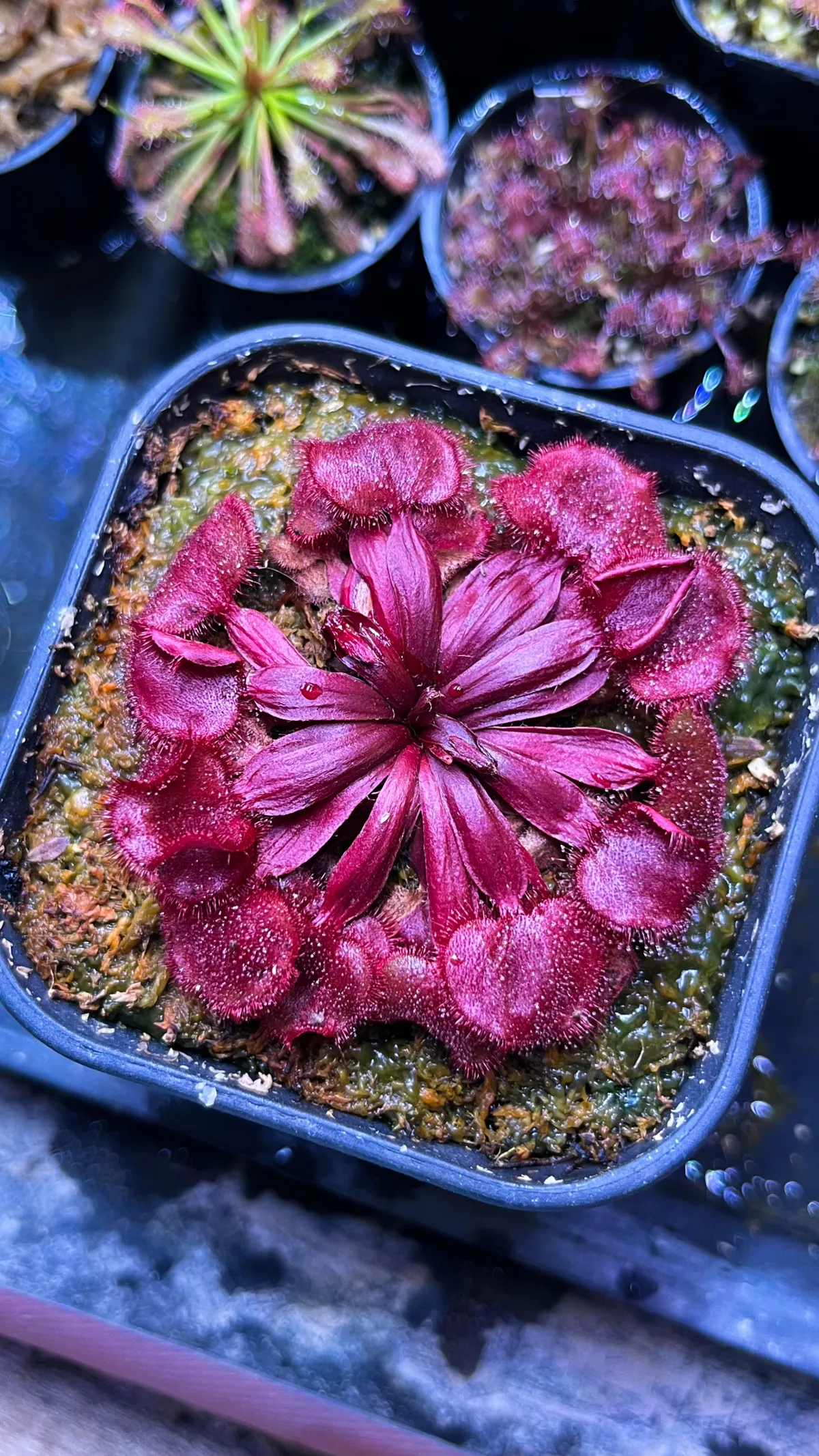 Drosera Falconerii