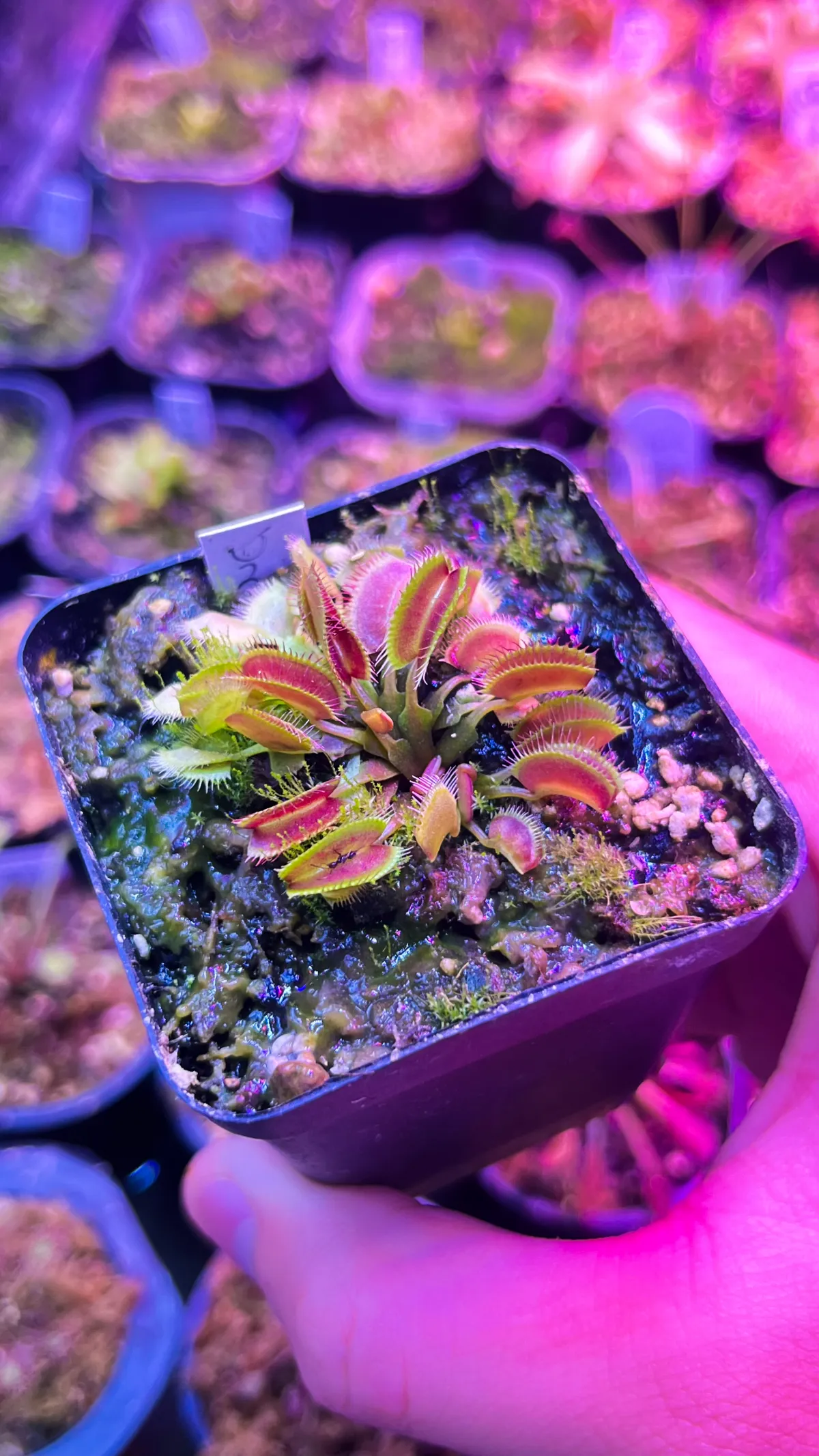 Venus flytrap Kayan