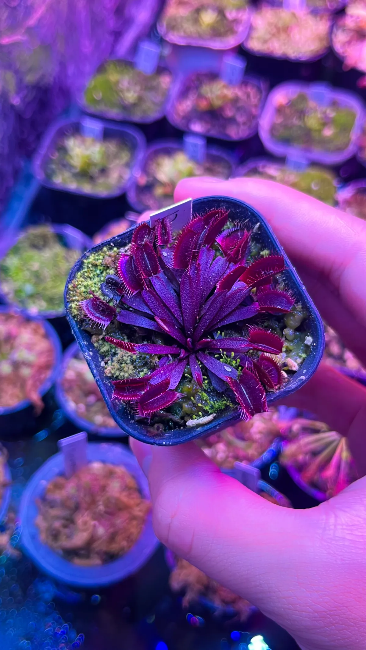 Venus flytrap red dragon