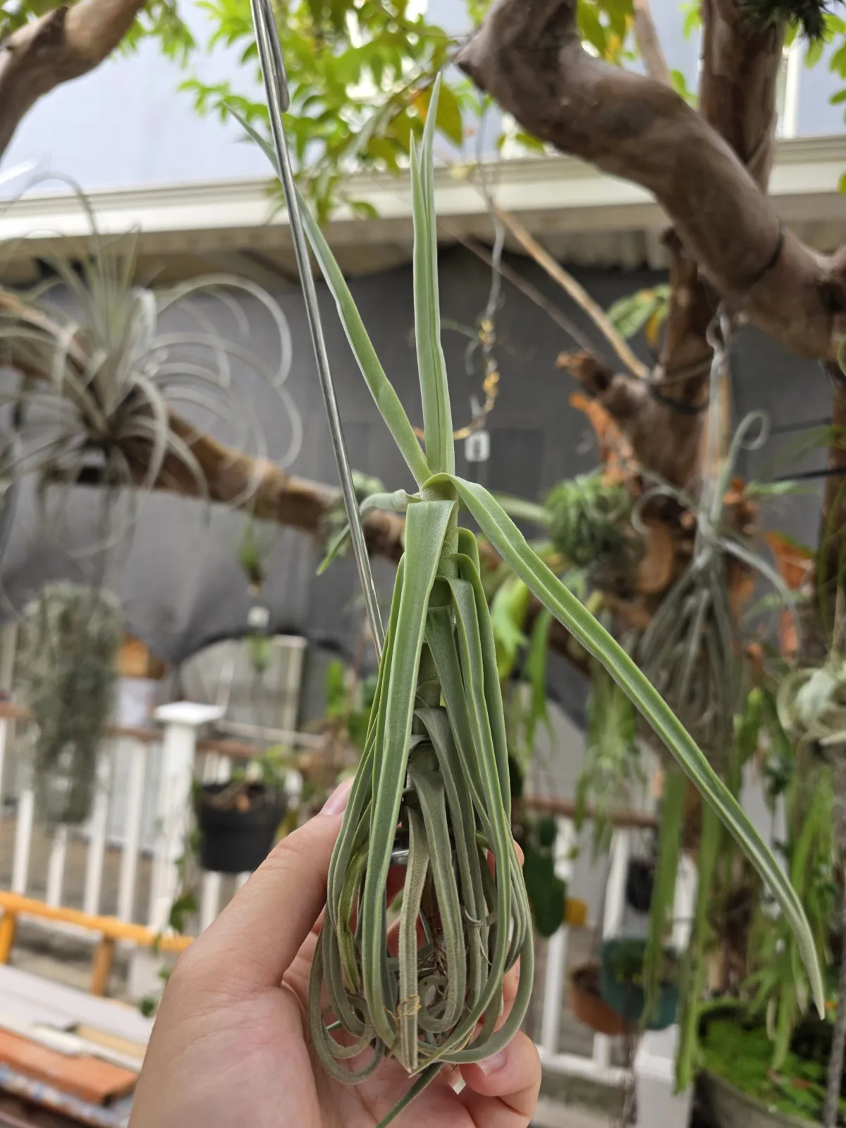 Tillandsia Duratii