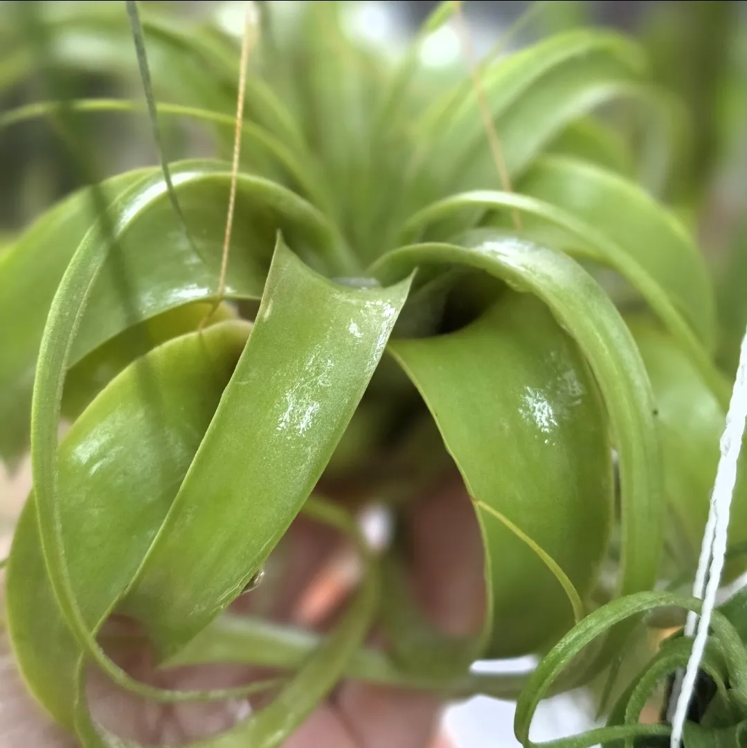 Tillandsia Xerographica
