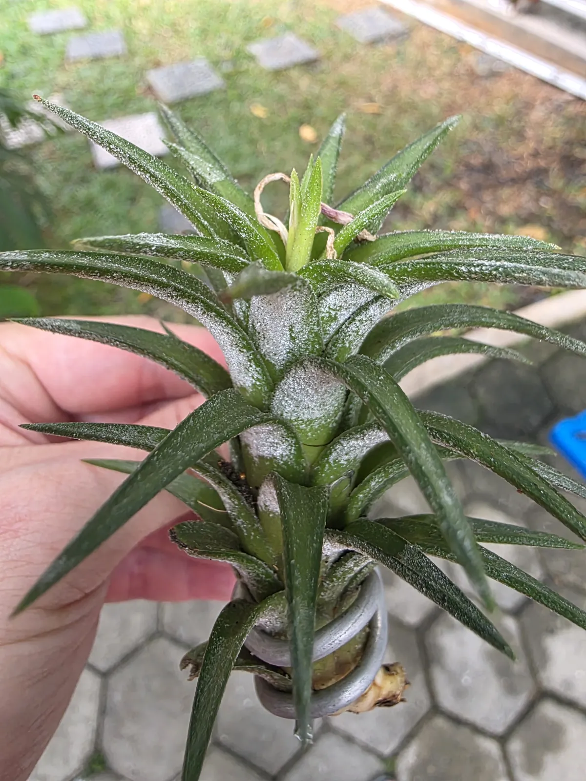 Tillandsia ionantha Van Hyningii