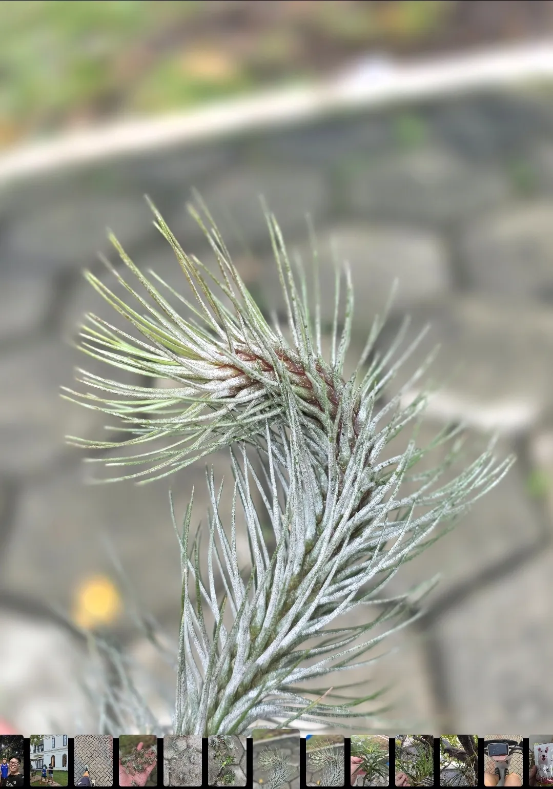 Tillandsia funckiana