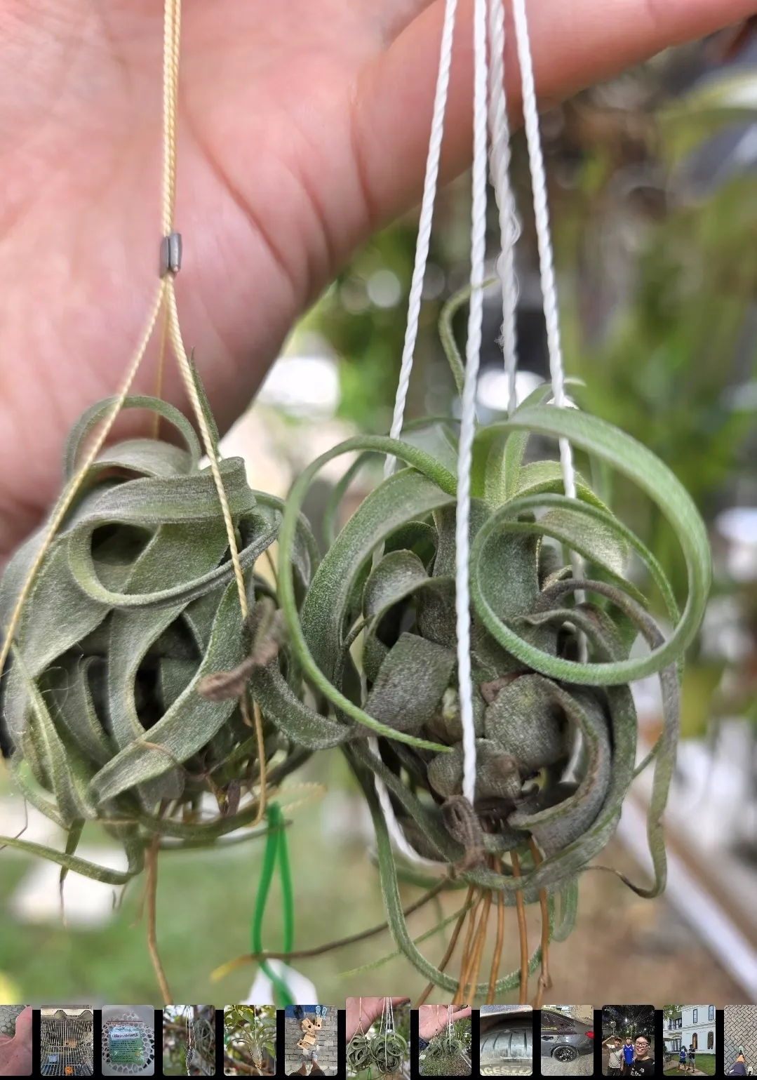 tillandsia streptophylla