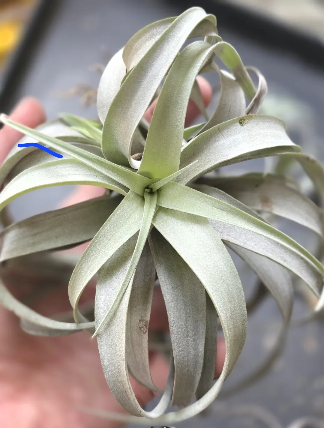 tillndsia capitata silver rose