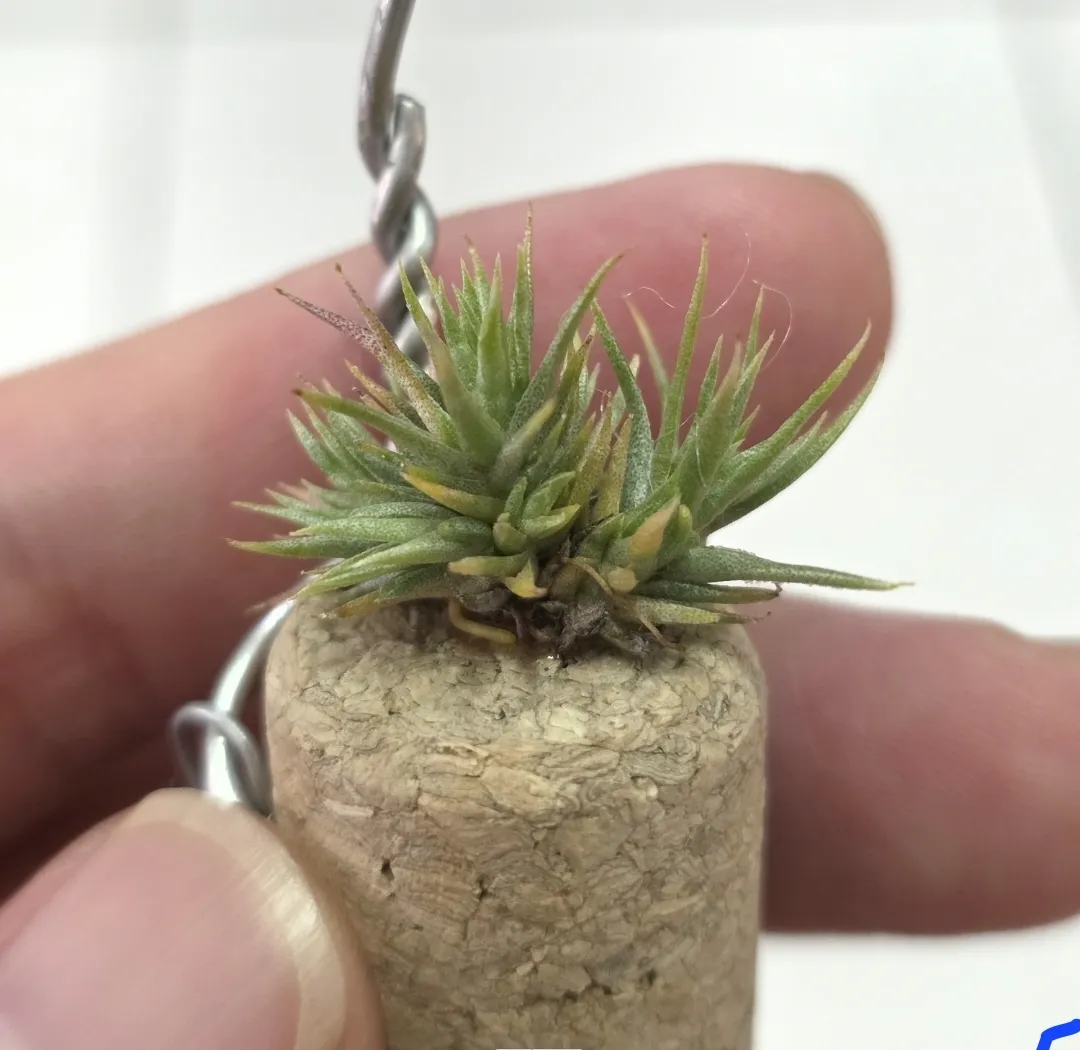 tillandsia funckiana x ion rubra (Mutant form) VK