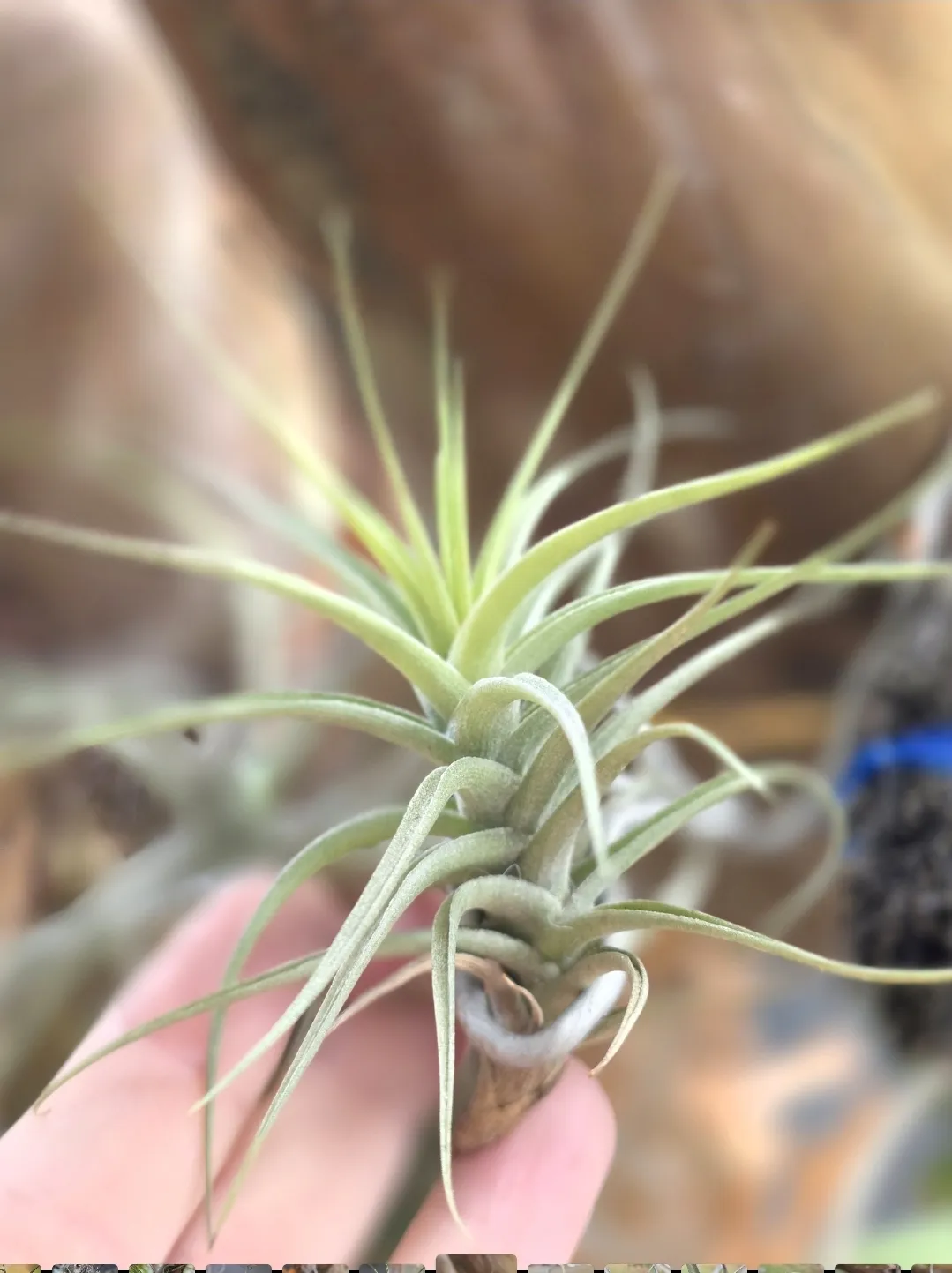 tillandsia bergeri