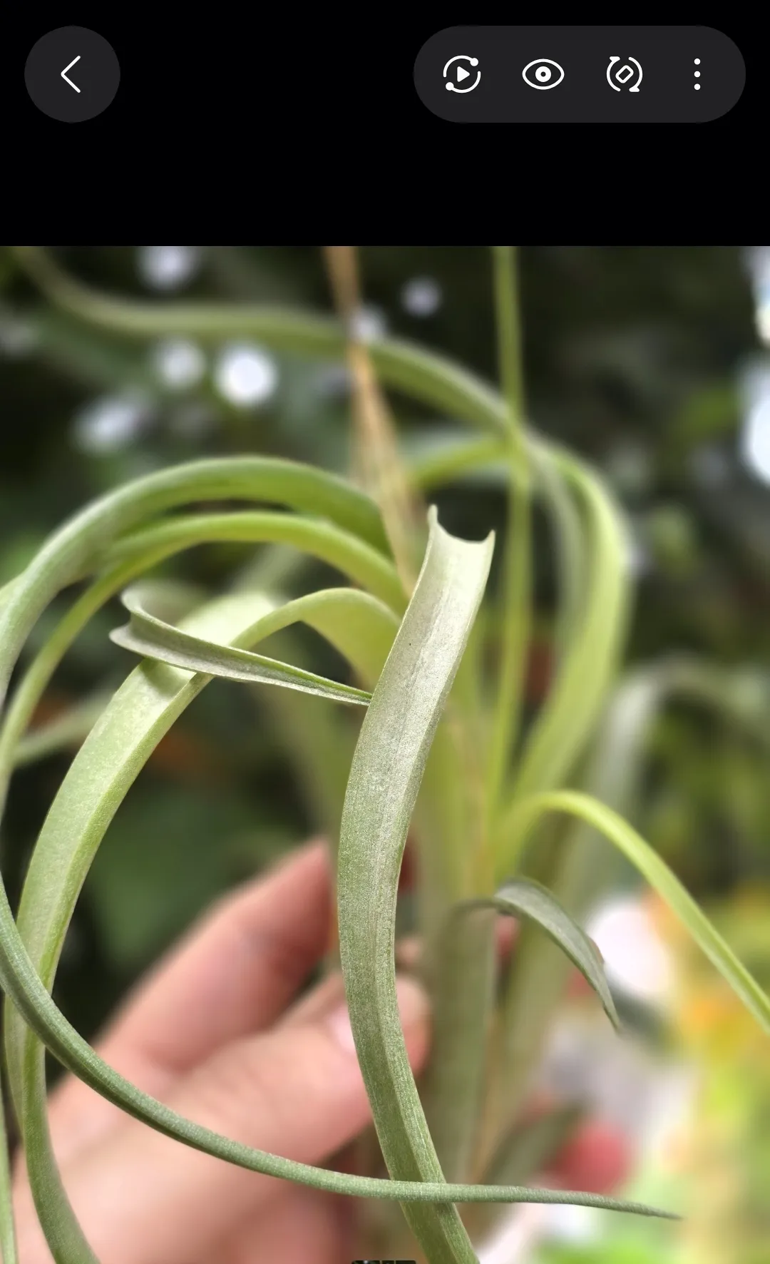 tillandsia balbisiana x capitata