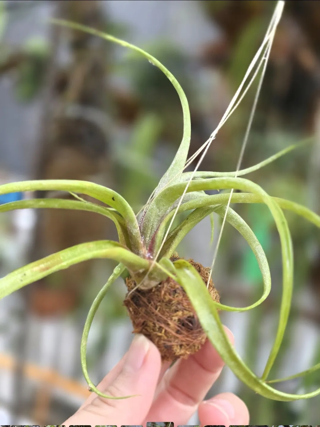 tillandsia Novakii x Streptophylla