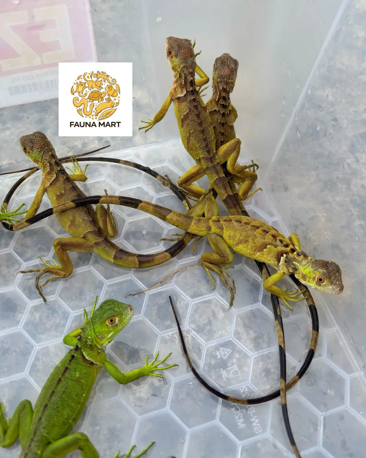 Iguana baby green / red