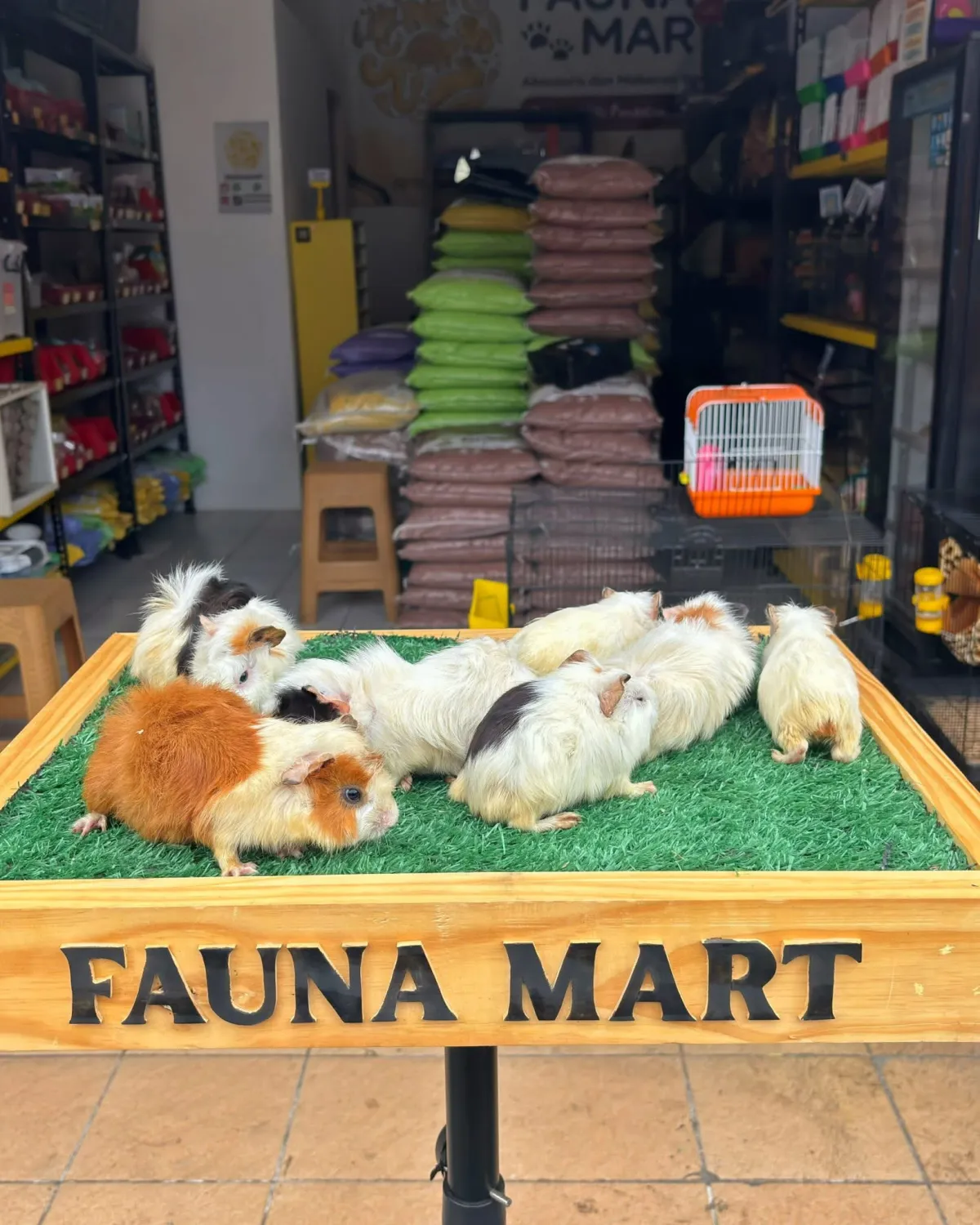 Marmut lokal baby - remaja