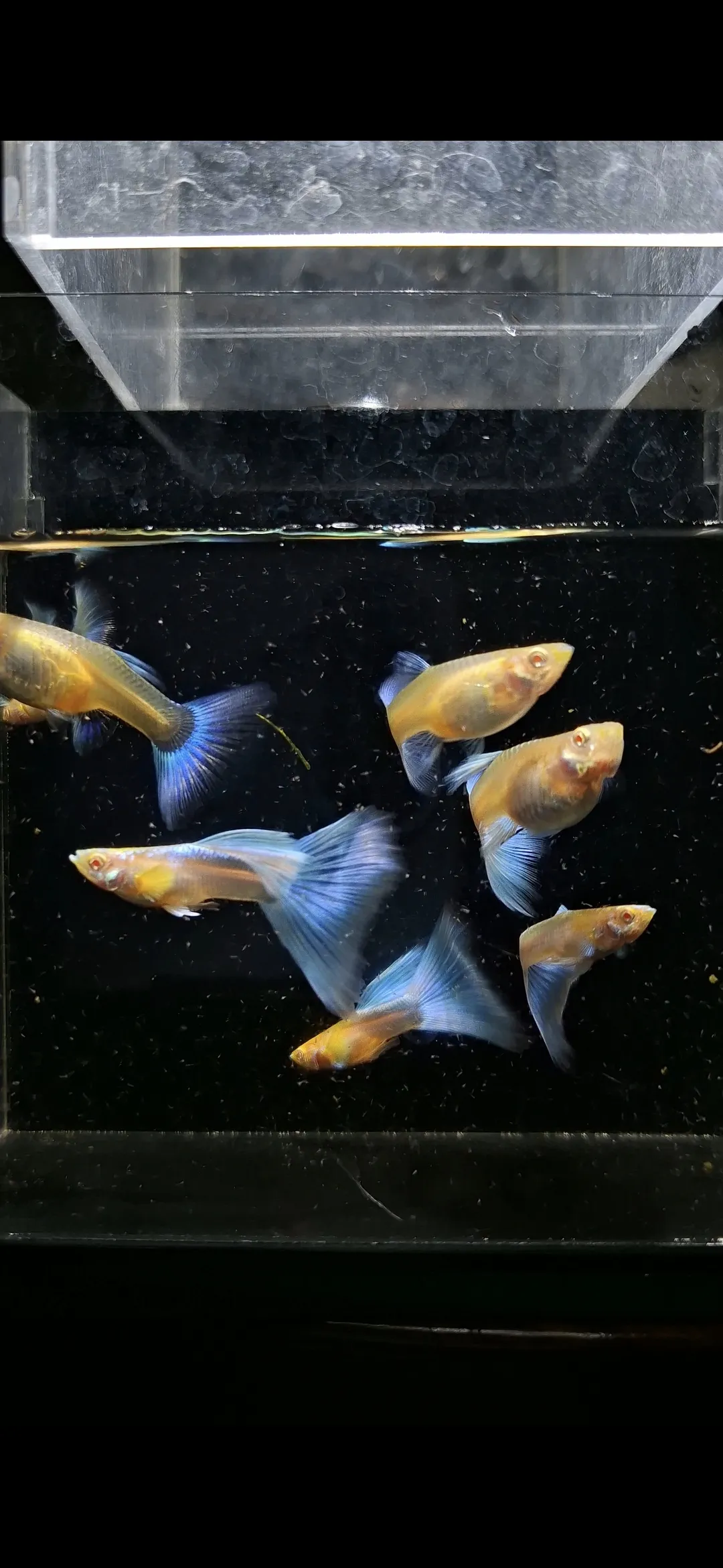 Sky Blue Big Tail