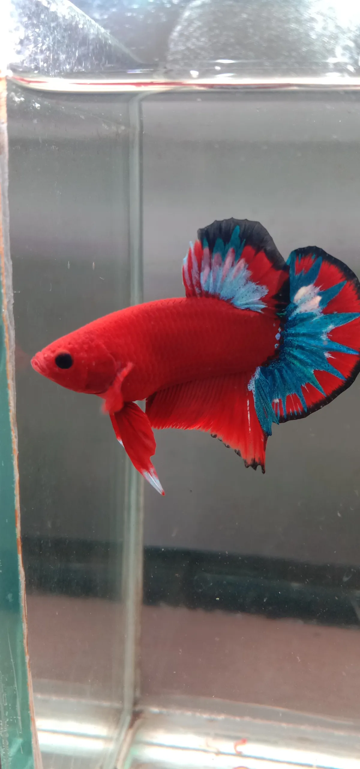 Red Hellboy Blue Rim / Multicolor Mask Plakat (Premium Grade) 📝
