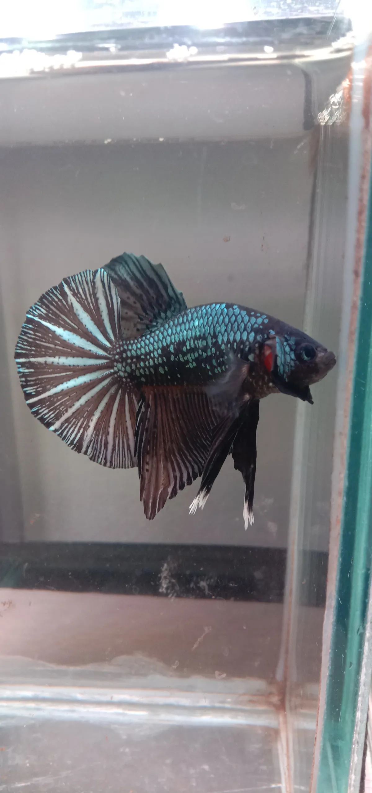Black Avatar Copper / Dark Steel Plakat (Premium Grade)