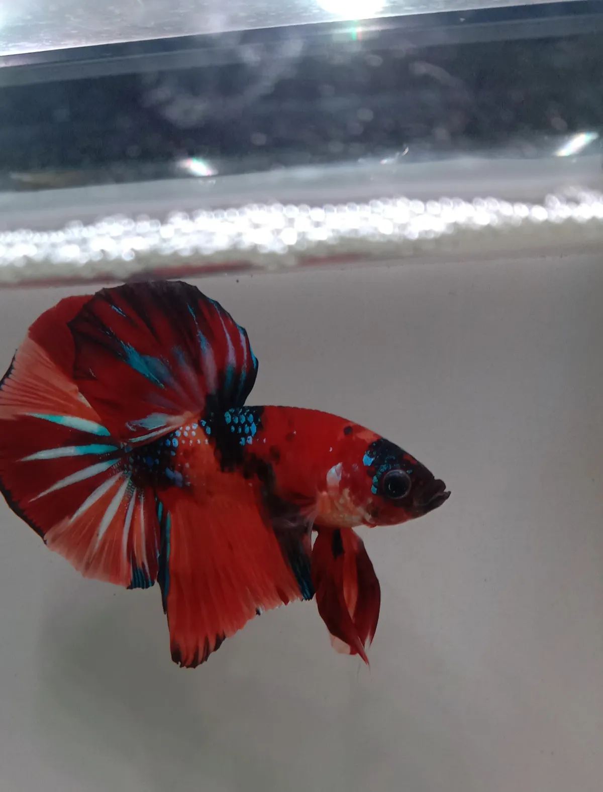 Red Koi Galaxy Nemo Plakat (Premium Grade)