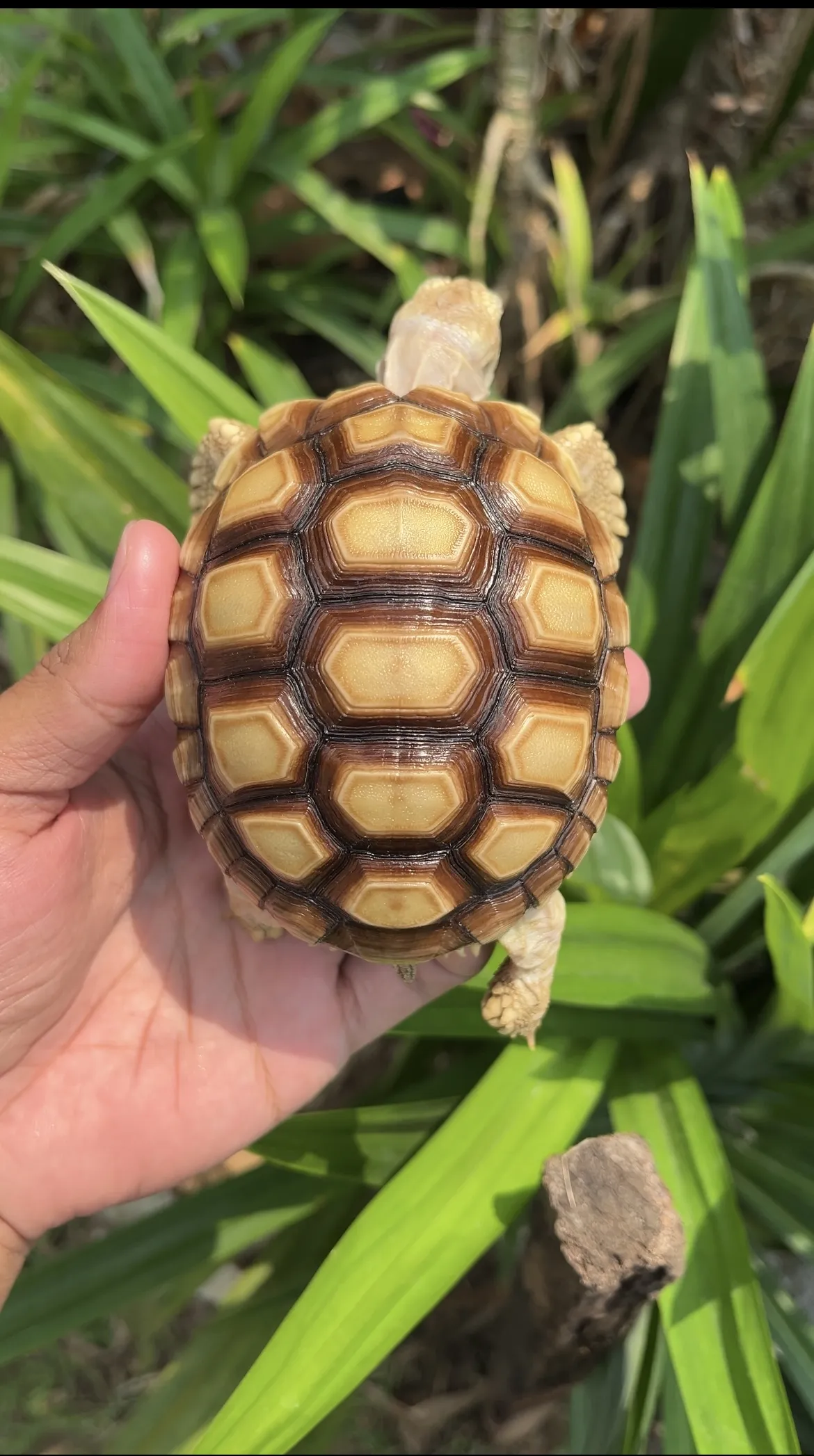 SULCATA UKURAN 10-11 CM