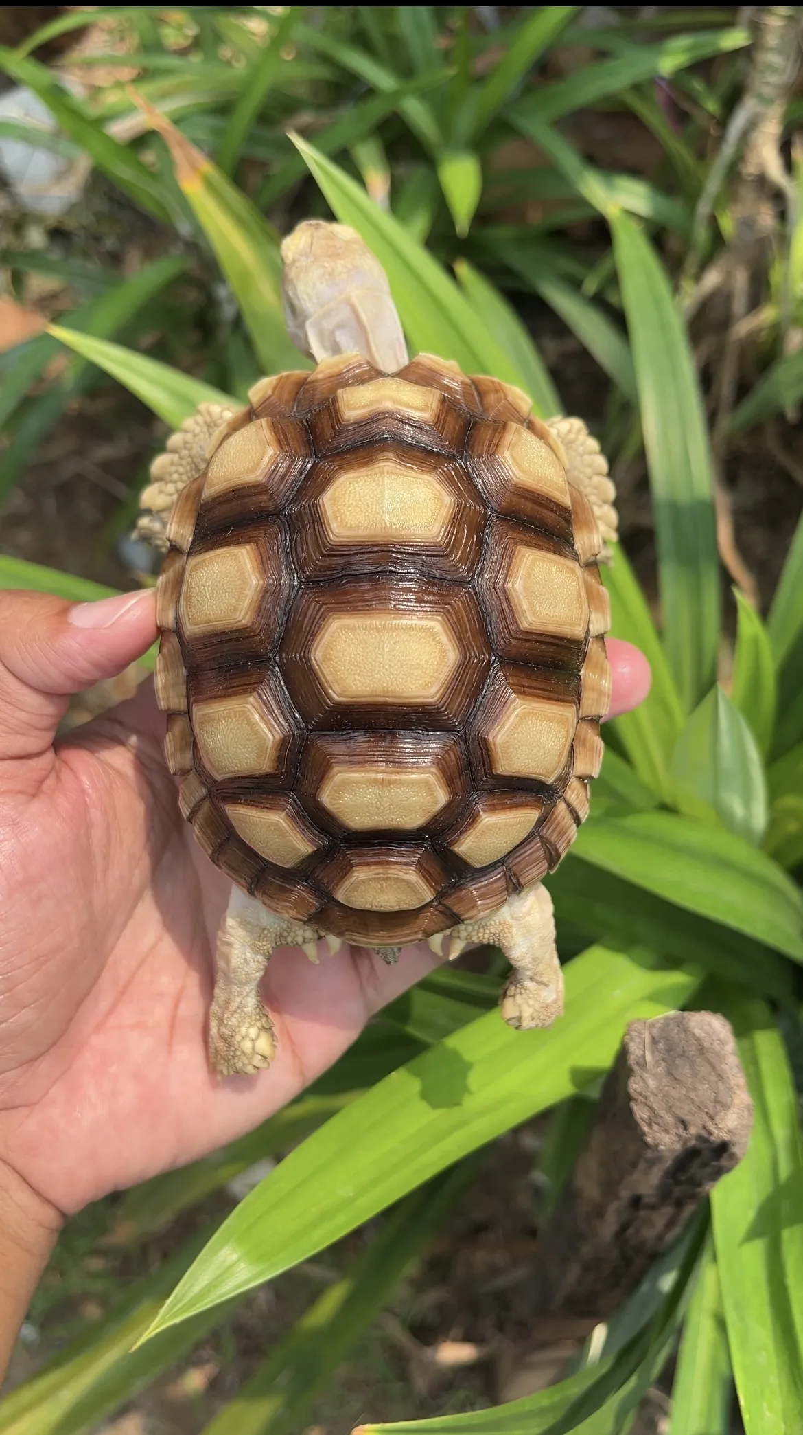 SULCATA UKURAN 11-12 CM