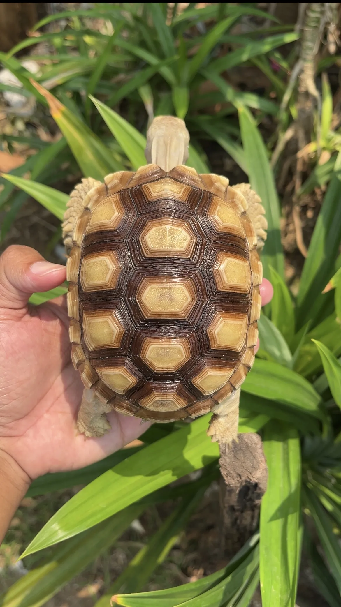 SULCATA 12-13 CM