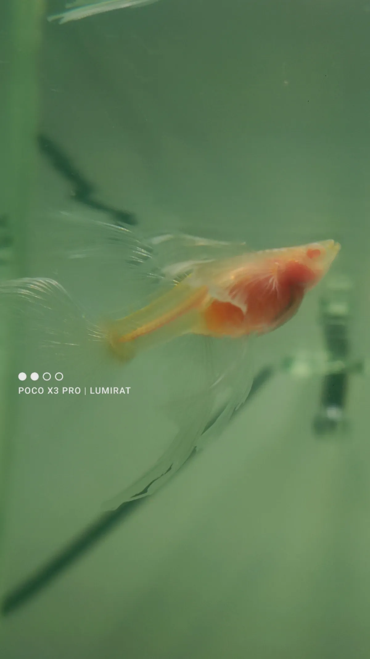 Albino Topaz glassbelly ribbon thick Fin