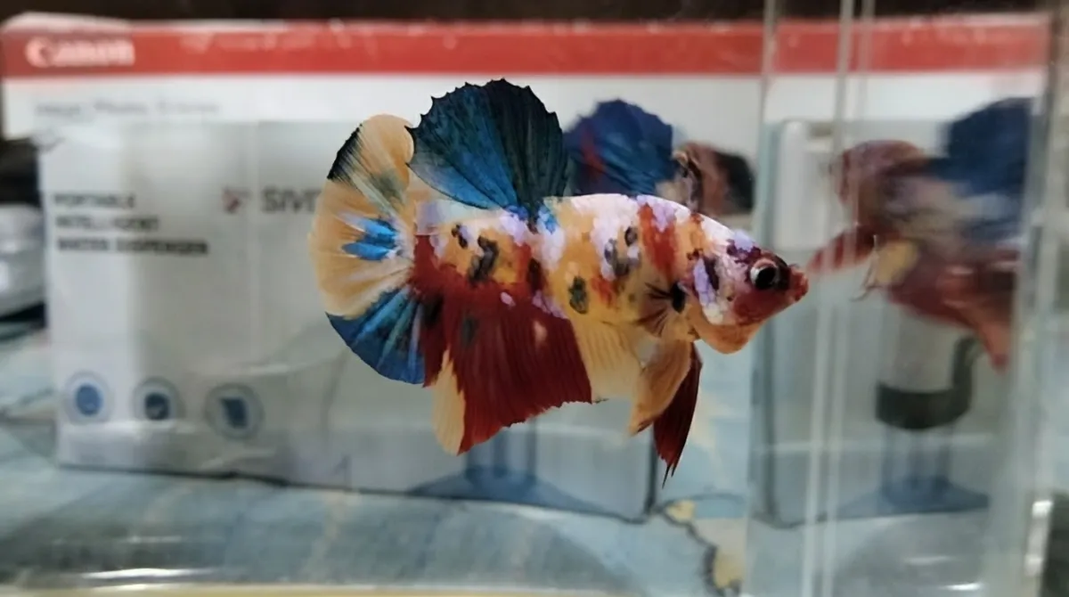 Cupang Plakat Yellow Base Multicolor