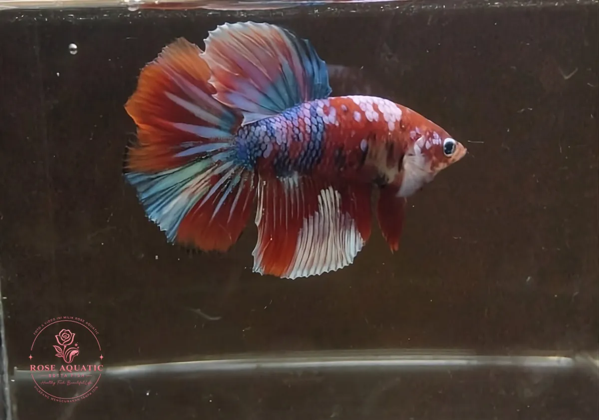 Cupang Halfmoon Red Koi Galaxy