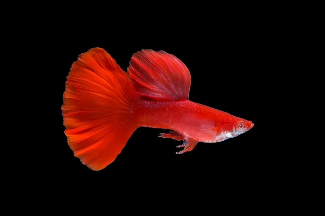 Guppy Albino Full Red